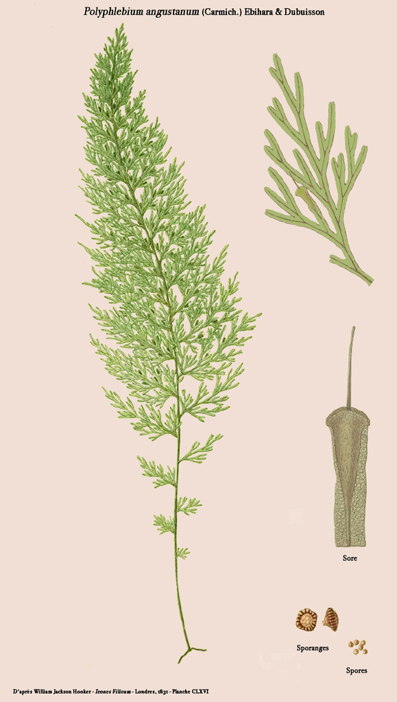 Trichomanes angustatum