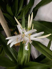Amaryllidoideae