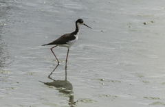 Himantopus mexicanus