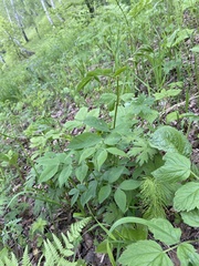 Vicia venosa baicalensis