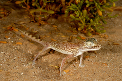 Stenodactylus doriae