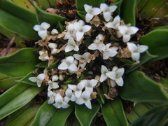 Valeriana rigida