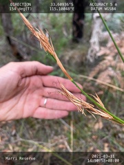 Cyathochaeta avenacea