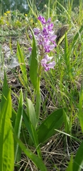 Orchis militaris
