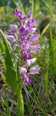 Orchis militaris