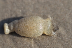Paranthus rapiformis