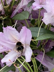 Bombus