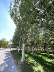Populus alba