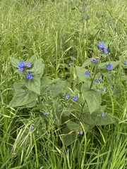Pentaglottis sempervirens