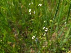 Valerianella dentata