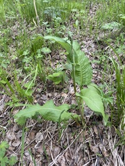 Bistorta officinalis