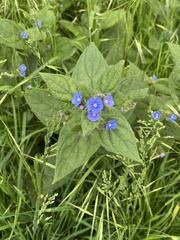 Pentaglottis sempervirens