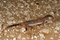 Stenodactylus leptocosymbotes