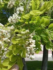 Robinia pseudoacacia