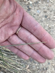 Poa fendleriana