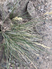 Poa fendleriana