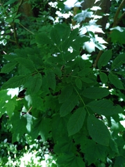 Fraxinus excelsior