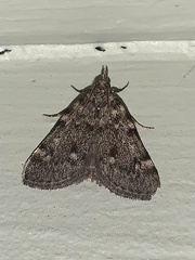 Aglossa pinguinalis