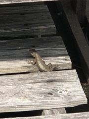 Sceloporus undulatus