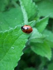 Coccinella septempunctata