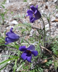 Pulsatilla ambigua