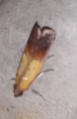 Piesmopoda semilutea