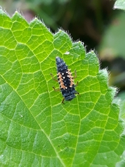 Harmonia axyridis