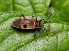 Physopelta fusciscutellata