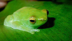 Sphaenorhynchus lacteus