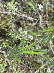 Teesdalia