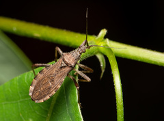Lisarda rhypara
