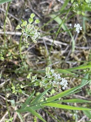 Teesdalia