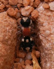 Ronisia barbarula