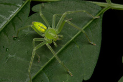 Gnathopalystes taiwanensis