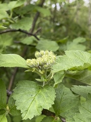 Crataegus maximowiczii