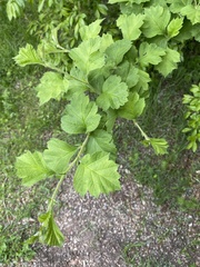 Crataegus maximowiczii
