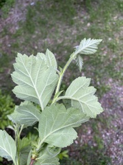 Crataegus maximowiczii