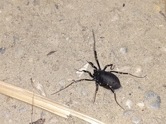 Egaenus convexus