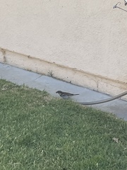 Passer domesticus