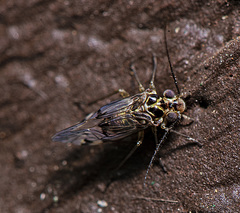 Hyalopsocus striatus