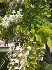 Robinia pseudoacacia