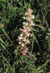 Orobanche picridis