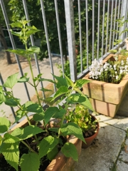 Agastache foeniculum