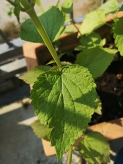 Agastache foeniculum