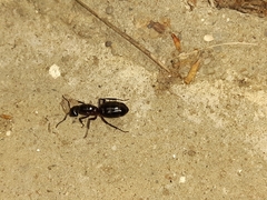 Camponotus herculeanus