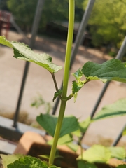 Agastache foeniculum
