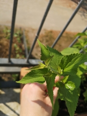 Agastache foeniculum