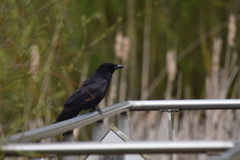 Corvus corone