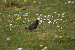 Sturnus vulgaris
