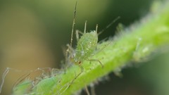 Corylobium avellanae